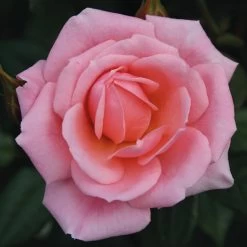 Rose 3in1 Climber - Star Performer
