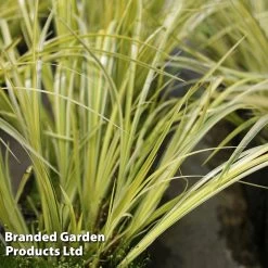 Acorus Gramineus 'Variegatus' (Marginal Aquatic)