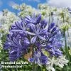 Agapanthus 'African Skies'