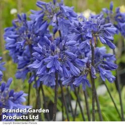 Agapanthus 'Ever Sapphire' -Dobies AGAP EVERSAPPH T13440