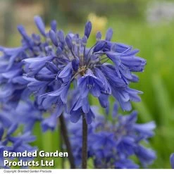 Agapanthus 'Ever Sapphire' -Dobies AGAP EVERSAPPH T134411