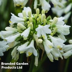 Agapanthus 'Ever White' -Dobies AGAP EVERWHITE S04070