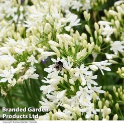 Agapanthus 'Ever White' -Dobies AGAP EVERWHITE T30739