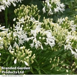 Agapanthus 'Ever White' -Dobies AGAP EVERWHITE T30742