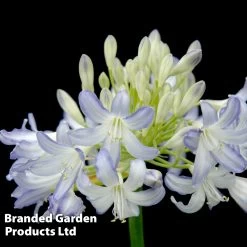 Agapanthus 'Sea Breeze' -Dobies AGAP SEABREEZE S29695