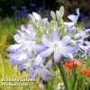 Agapanthus 'Sea Breeze'