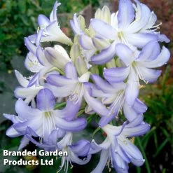 Agapanthus 'Sea Breeze' -Dobies AGAP SEABREEZE S29698