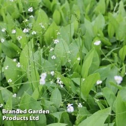 Alisma Plantago-aquatica (Marginal Aquatic)