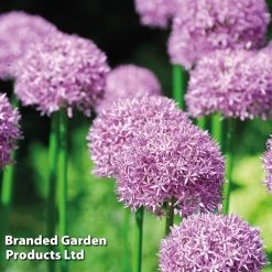 Allium 'Purple Sensation' -Dobies ALLI PURPLESEN L01885