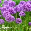 Allium 'Purple Sensation'