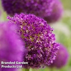 Allium 'Purple Sensation' -Dobies ALLI PURPLESEN S32758