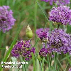 Allium 'Purple Sensation' -Dobies ALLI PURPLESEN S32759