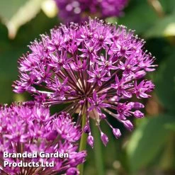 Allium 'Purple Sensation' -Dobies ALLI PURPLESEN S32782