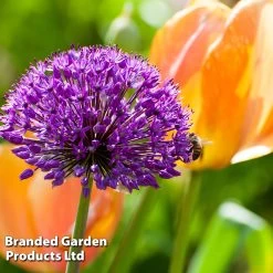 Allium 'Purple Sensation' -Dobies ALLI PURPLESEN S32783