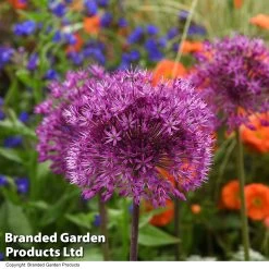 Allium 'Purple Sensation' -Dobies ALLI PURPLESEN T13293