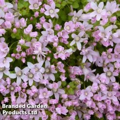 Anagallis Tenella (Marginal Aquatic)