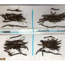 Anemone Nemorosa -Dobies ANEM KC1297