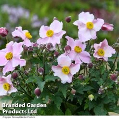 Anemone 'Satin Doll Blush'