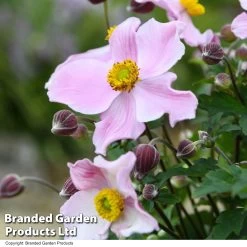 Anemone 'Satin Doll Blush' -Dobies ANEM SATINDOLB T51764