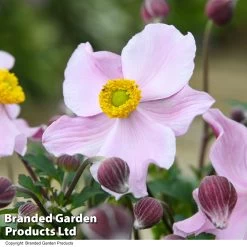 Anemone 'Satin Doll Blush' -Dobies ANEM SATINDOLB T51765