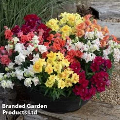 Antirrhinum 'Sweet Duet Series' -Dobies ANTI SWEETDUET S53713