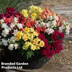 Antirrhinum 'Sweet Duet Series' -Dobies ANTI SWEETDUET S53714