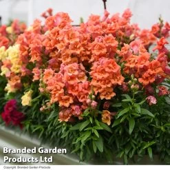 Antirrhinum 'Sweet Duet Series' -Dobies ANTI SWEETDUET T51838