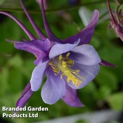 Aquilegia Earlybird Purple Blue -Dobies AQUI EARLYPURP S40383