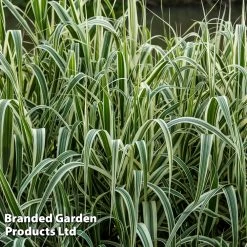 Arundo Donax 'Variegata'