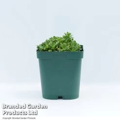 Aubrieta 'Axcent Deep Purple'