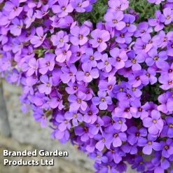 Aubretia Cultorum 'Cascade Blue'