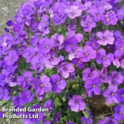 Aubretia Cultorum 'Cascade Blue' -Dobies AUBR BLUECASCA T31126
