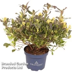 Azalea Mollis 'Parfumollis Yellow' -Dobies AZAL PARFYELLO S52056