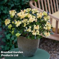Azalea Mollis 'Parfumollis Yellow'