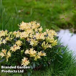 Azalea Mollis 'Parfumollis Yellow' -Dobies AZAL PARFYELLO S52060