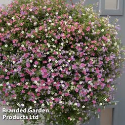 Bacopa 'Topia Mix' -Dobies BACO TOPIAMIXD S61759