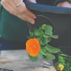 BloomAround Hanging Basket
