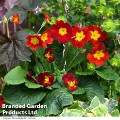 Autumn Fire Collection -Dobies BASK PREPLFIRE T49346