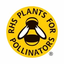 Alcea Plants - Cabaret 7 Alcea Plants - Cabaret -Dobies BEE 3