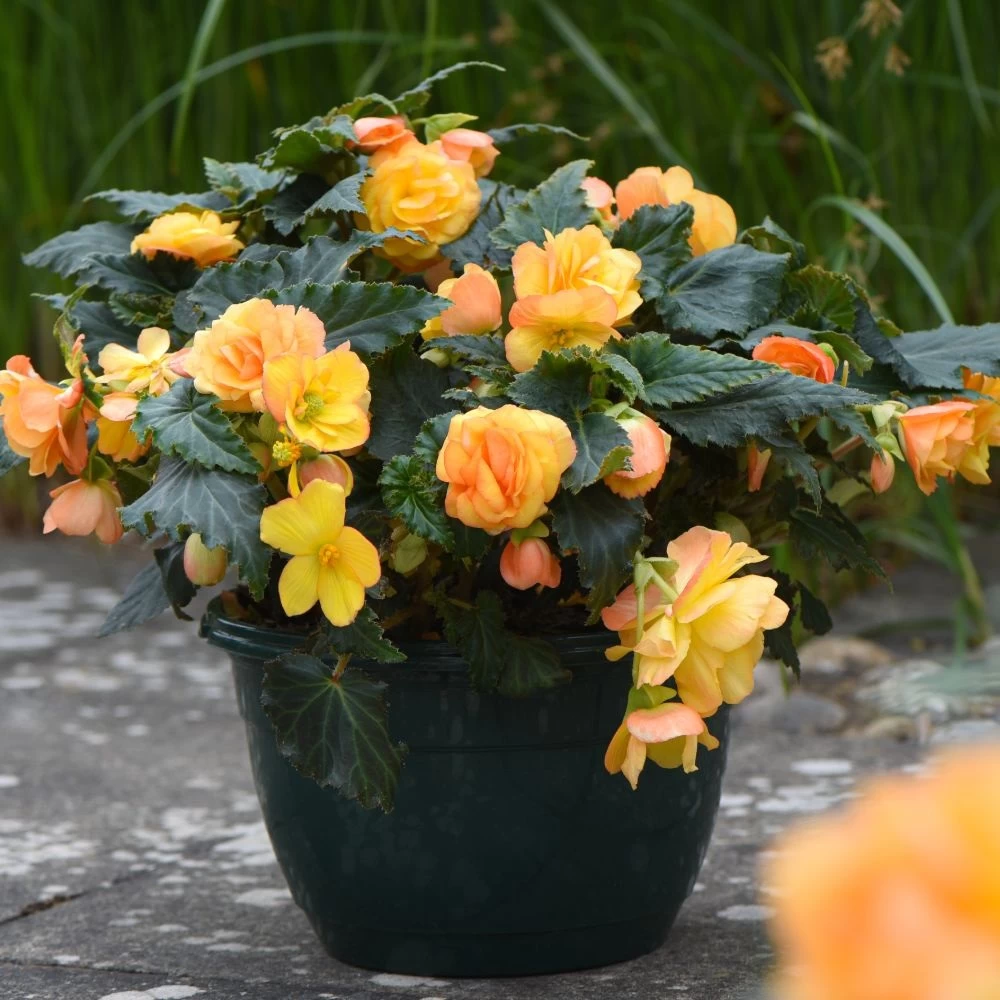 Begonia Tubers - X Tuberhybrida 'Apricot Shades Improved' F1 Hybrid 2 Begonia Tubers - X Tuberhybrida 'Apricot Shades Improved' F1 Hybrid - Image 2