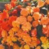 Begonia Tubers - X Tuberhybrida 'Apricot Shades Improved' F1 Hybrid