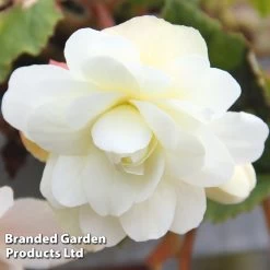 Begonia 'Belina Vanilla' -Dobies BEGO BELINAVAN S53015