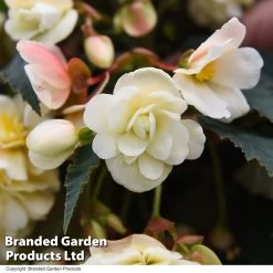 Begonia 'Belina Vanilla' -Dobies BEGO BELINAVAN T51284