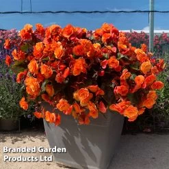 Begonia 'Catrin' -Dobies BEGO CATRIN S53372