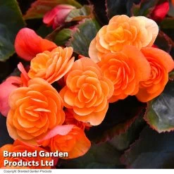 Begonia 'Catrin' -Dobies BEGO CATRIN T40781