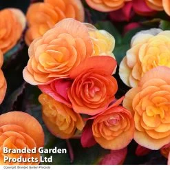 Begonia 'Catrin' -Dobies BEGO CATRIN T52756