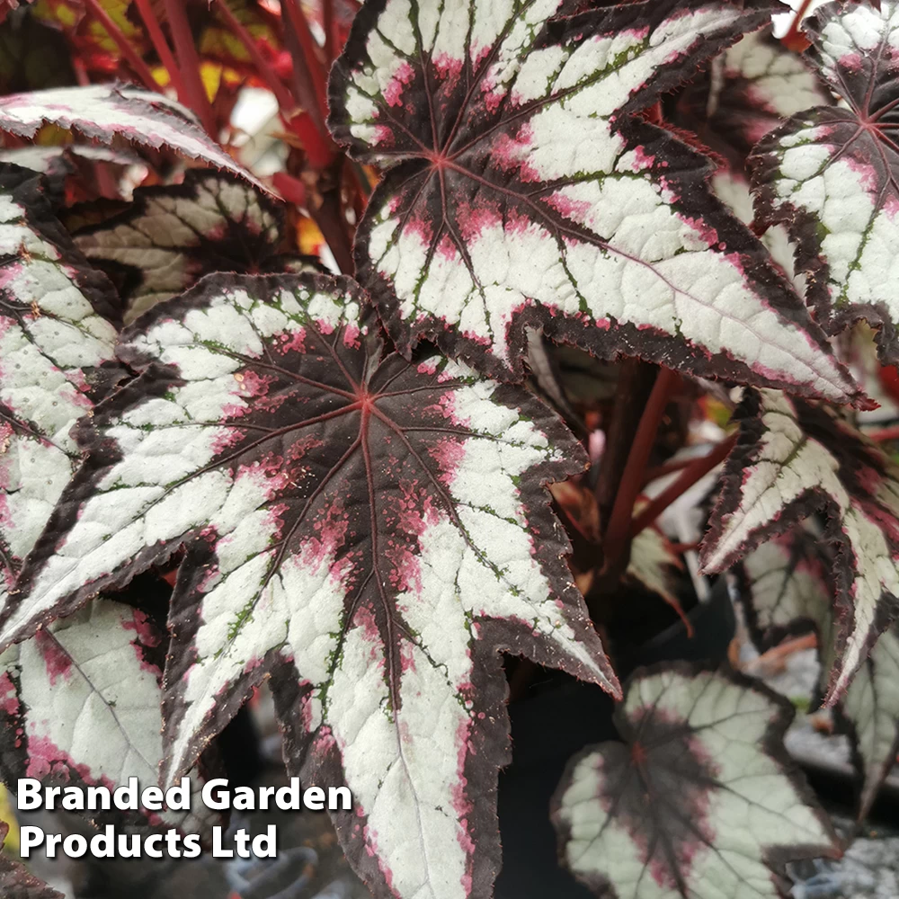 Begonia 'Dark Eyes' 1 Begonia 'Dark Eyes'
