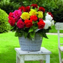 Begonia X Tuberhybrida Double-flowered Mixed
