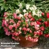 Begonia Semperflorens 'Fairyland Mix'