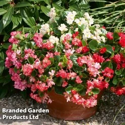 Begonia Semperflorens 'Fairyland Mix'